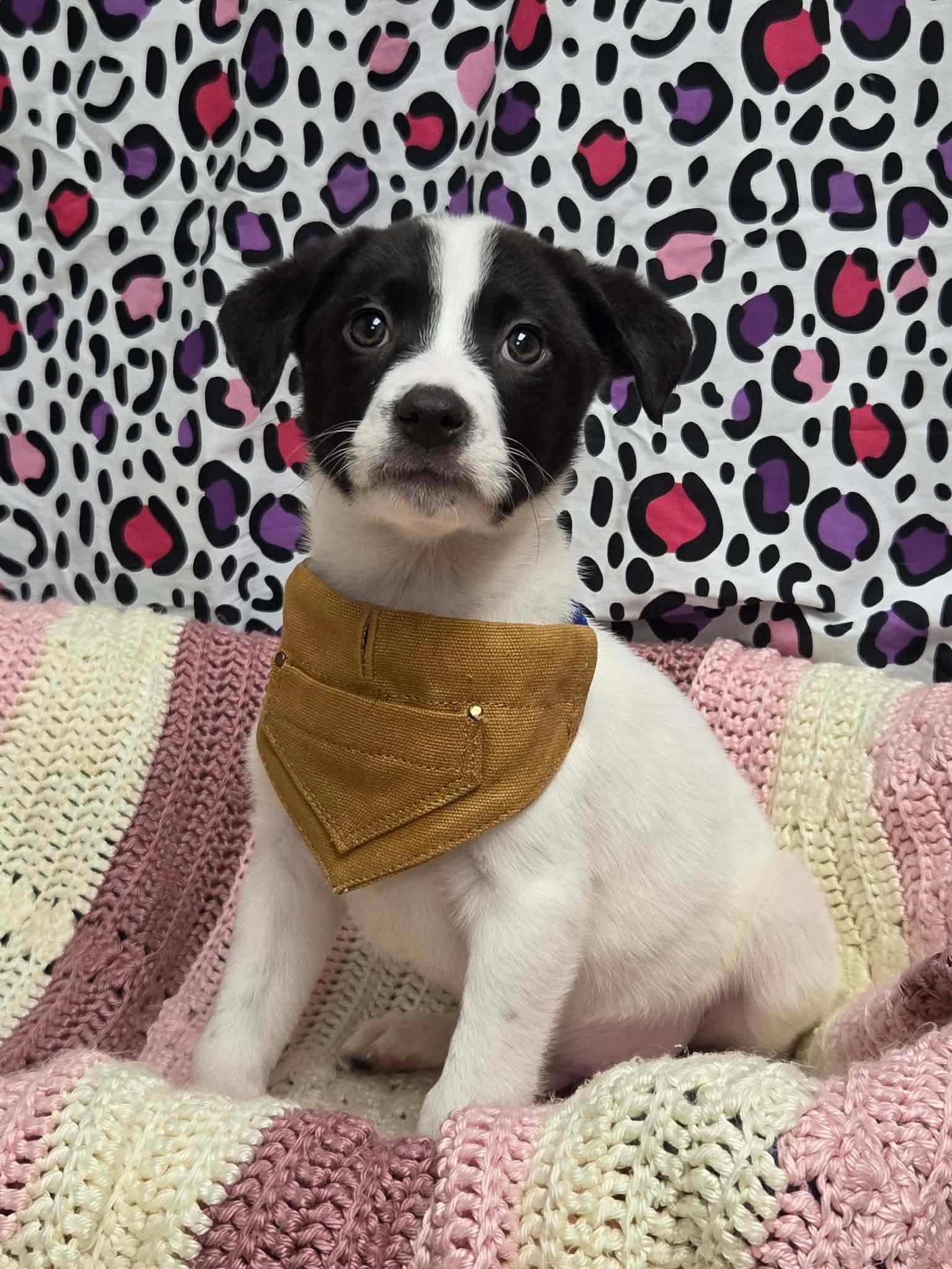 Enlarge Colby the lab mix puppy, a Adoptable mixed breed in Muskego, WI image 2/6