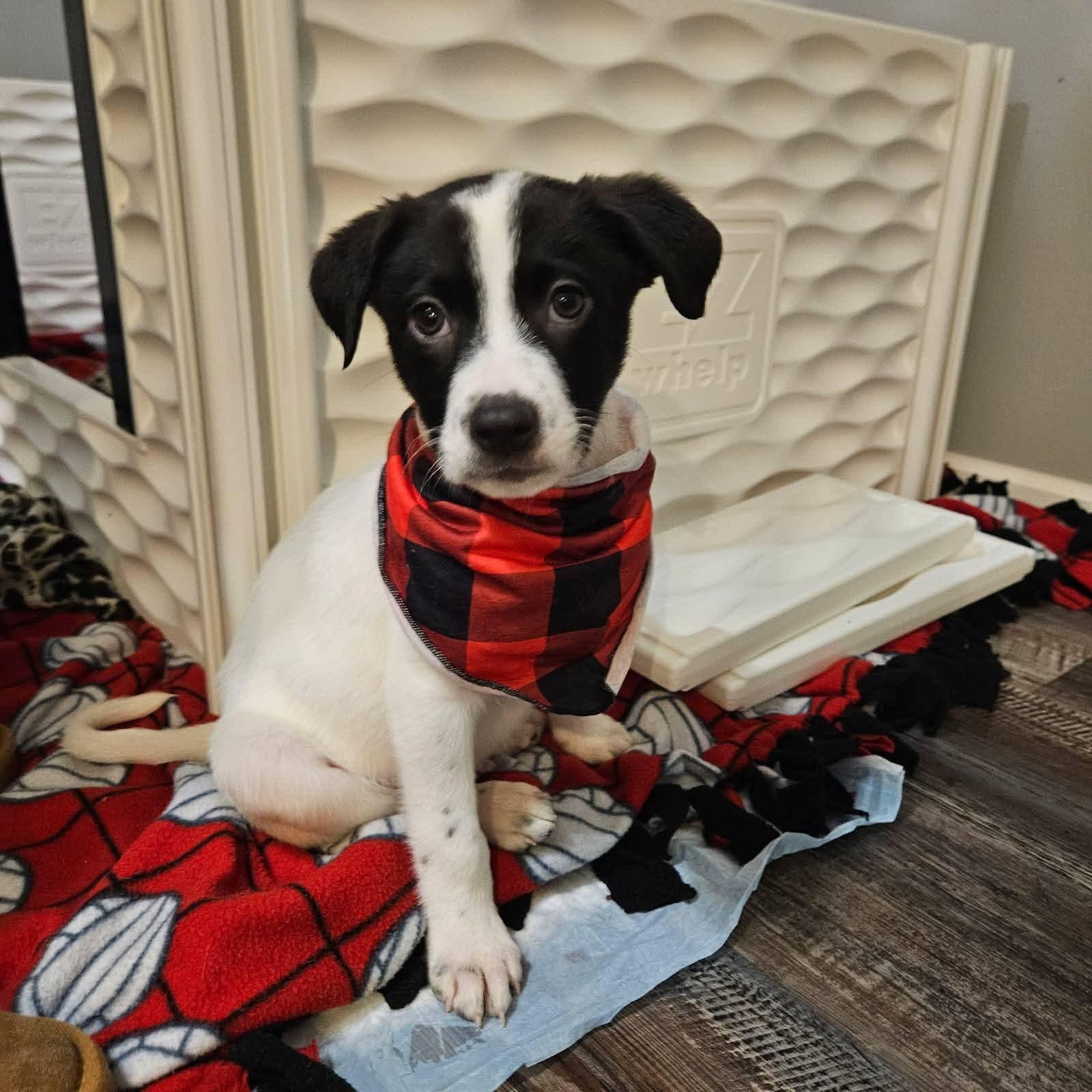 Colby the lab mix puppy, Adoptable, Puppy Male Labrador Retriever & Australian Shepherd.