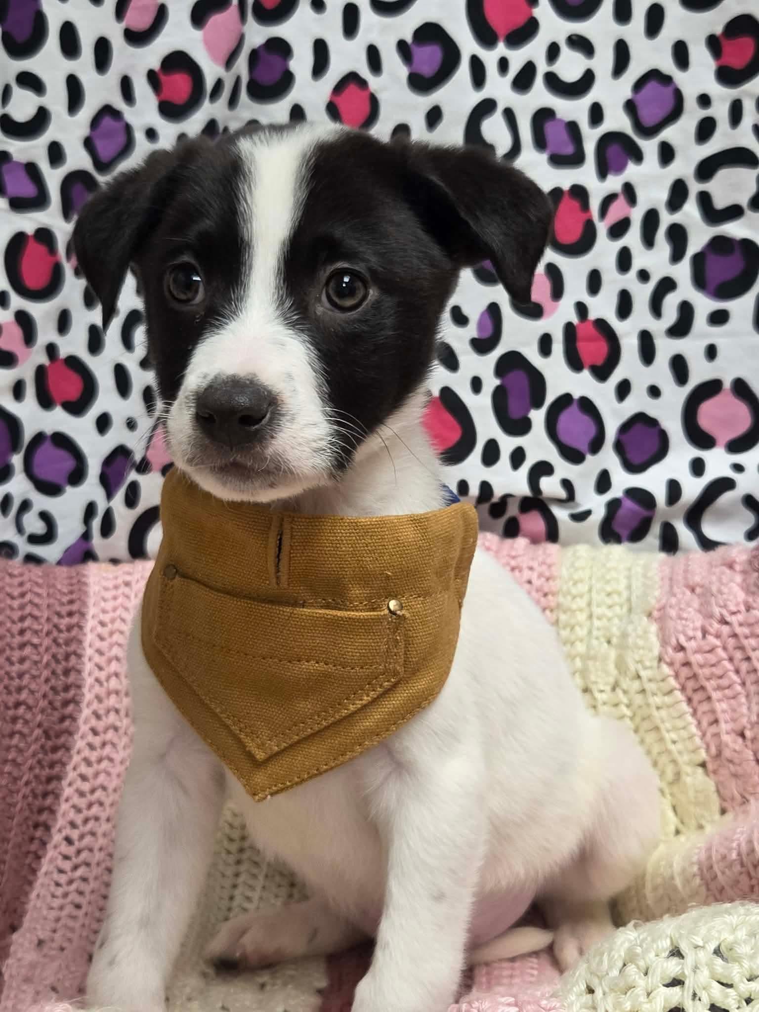 Enlarge Colby the lab mix puppy, a Adoptable mixed breed in Muskego, WI image 6/6