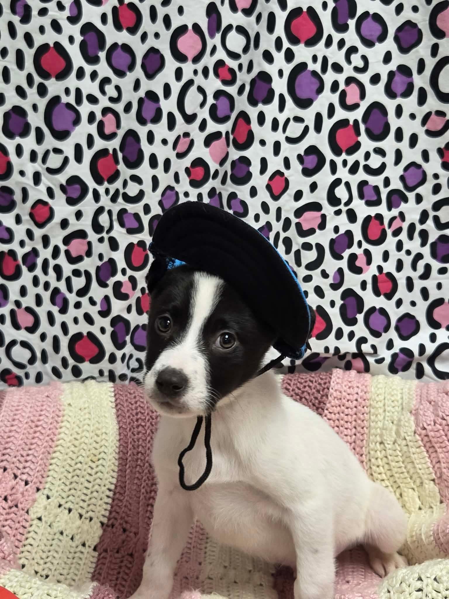 Enlarge Colby the lab mix puppy, a Adoptable mixed breed in Muskego, WI image 5/6