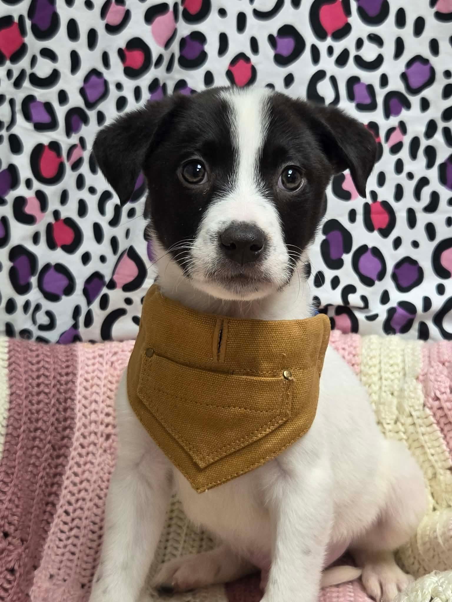 Enlarge Colby the lab mix puppy, a Adoptable mixed breed in Muskego, WI image 3/6