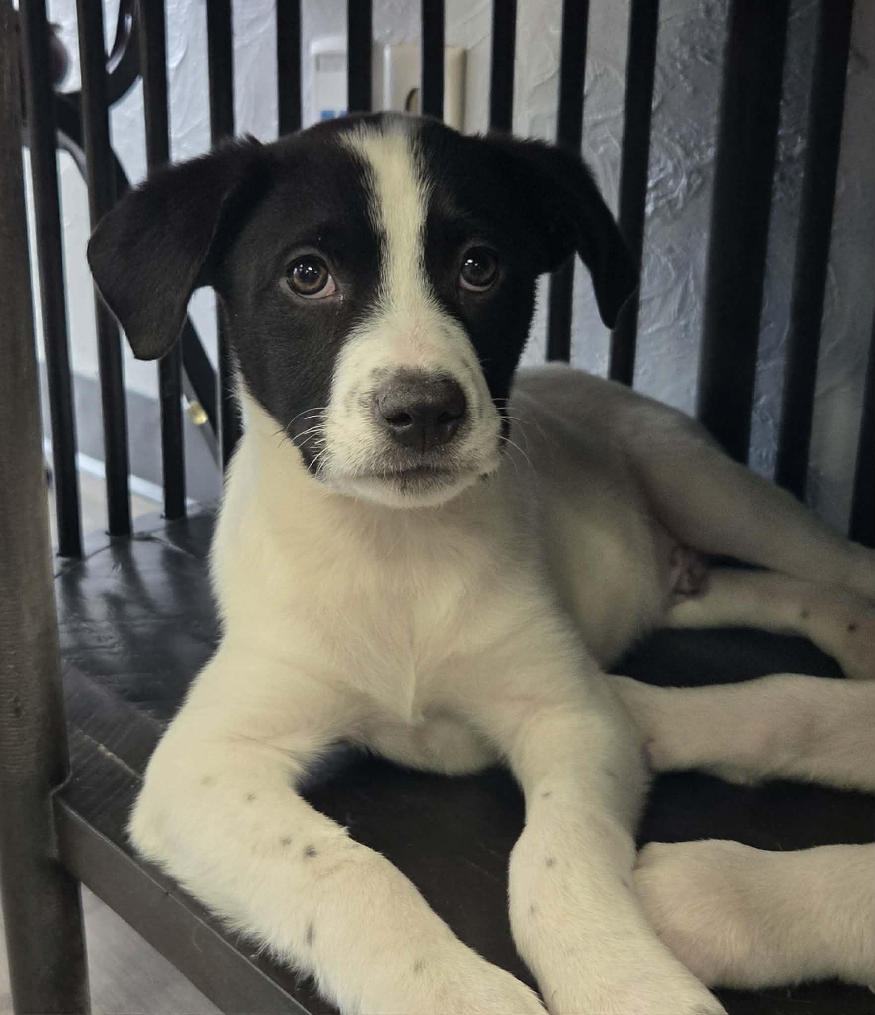 Colby the lab mix puppy, Adoptable, Puppy Male Labrador Retriever & Australian Shepherd.