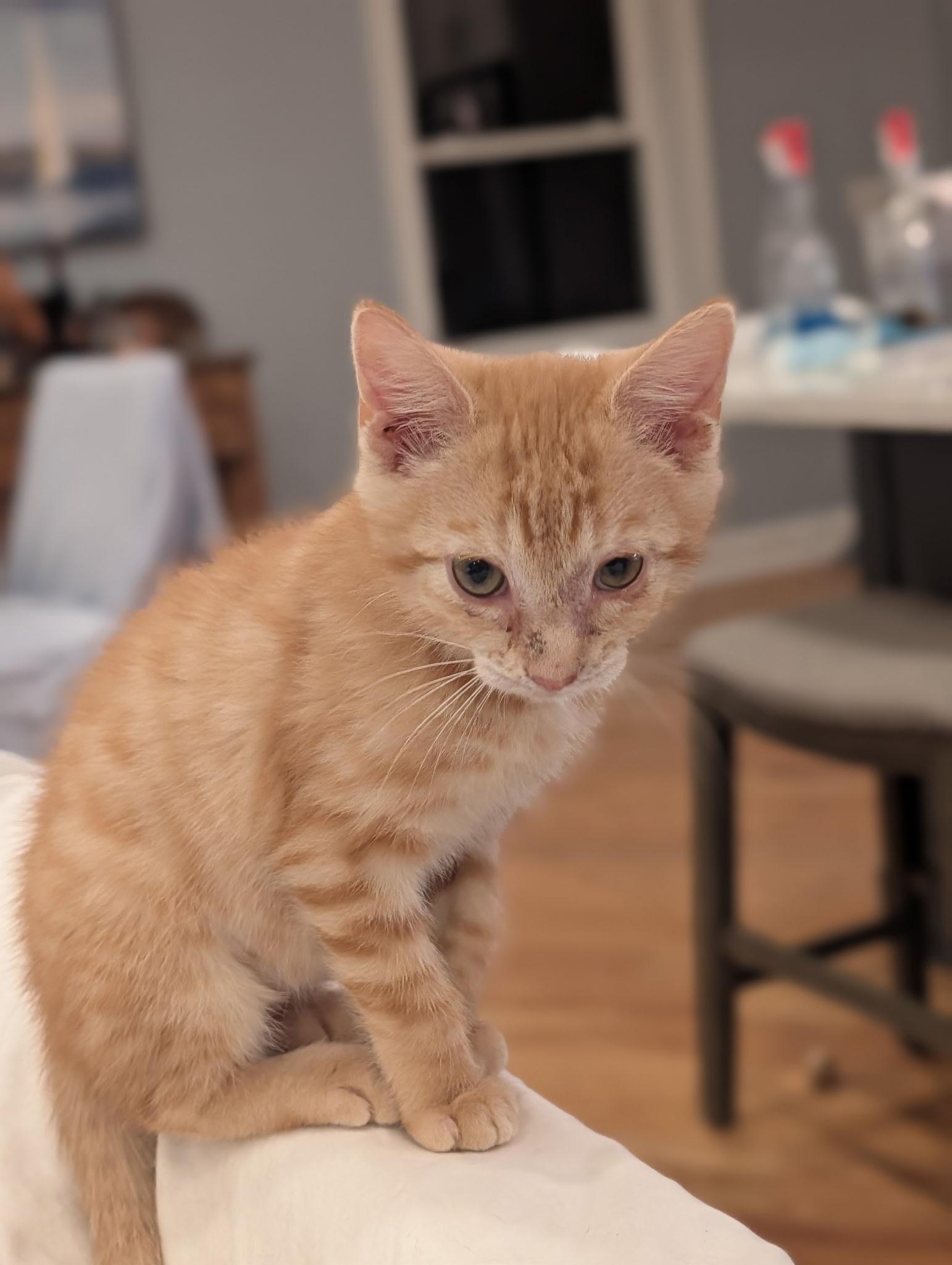 Enlarge Garbanzo, an adopted Domestic Short Hair in Wilmington, NC image 2/5