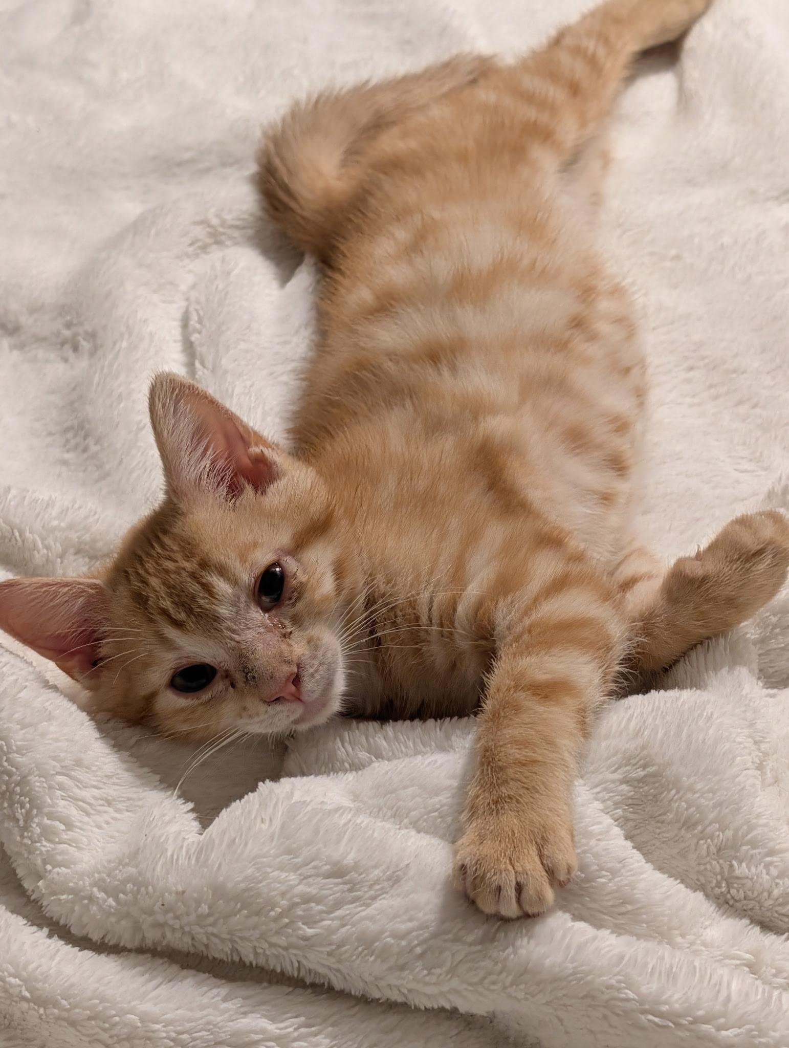 Enlarge Garbanzo, an adopted Domestic Short Hair in Wilmington, NC image 1/5