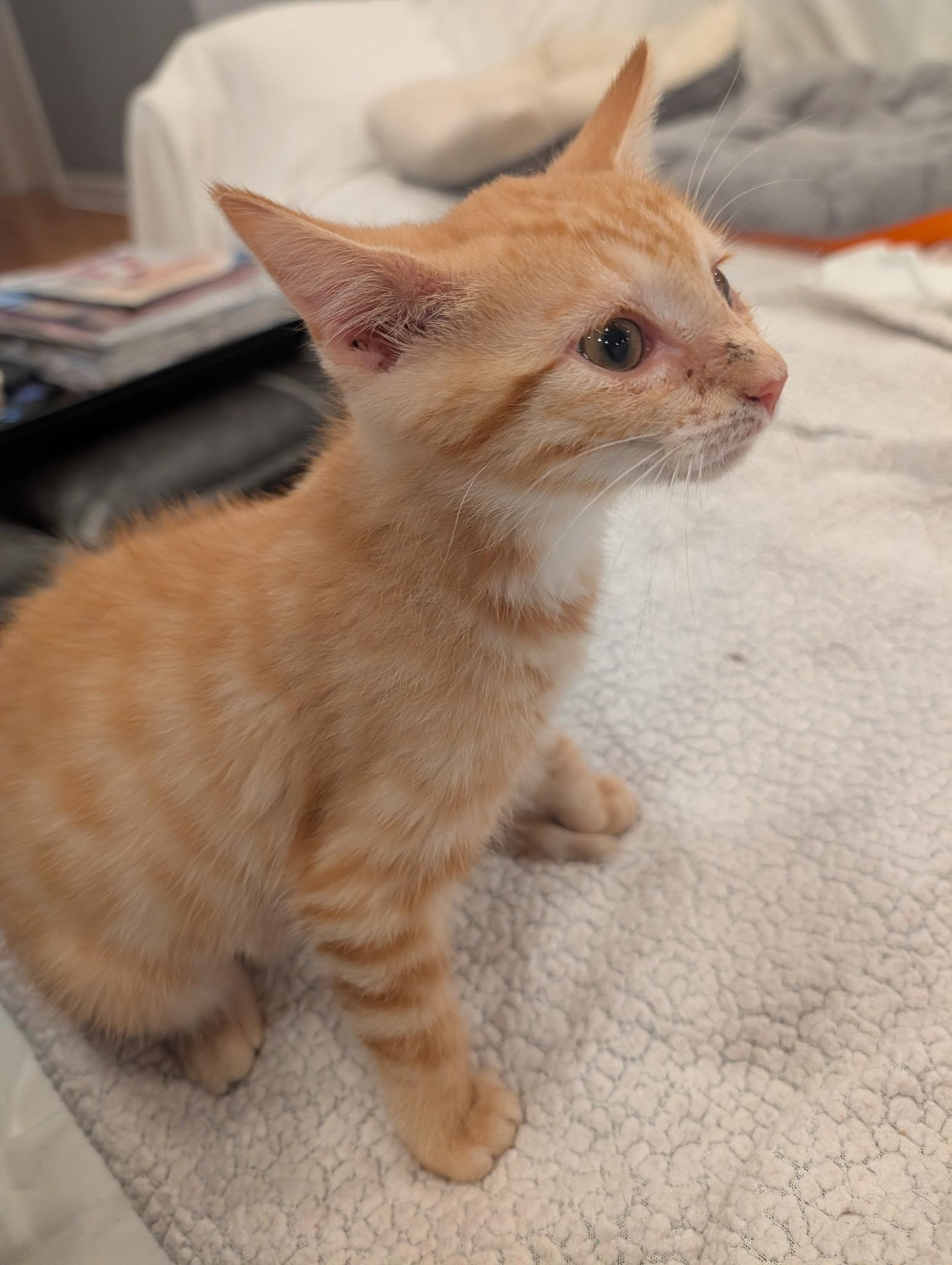 Enlarge Garbanzo, an adopted Domestic Short Hair in Wilmington, NC image 3/5