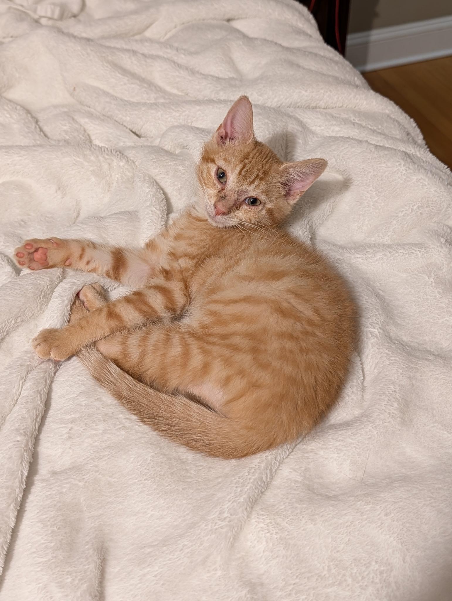 Enlarge Garbanzo, an adopted Domestic Short Hair in Wilmington, NC image 5/5