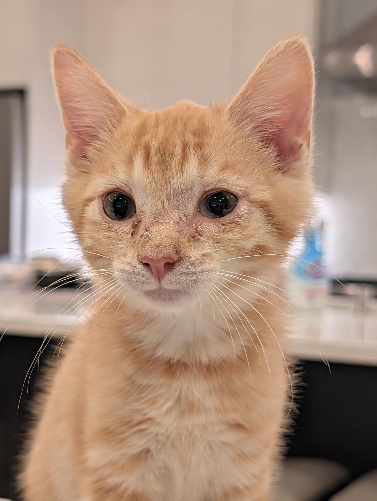 Enlarge Garbanzo, an adopted Domestic Short Hair in Wilmington, NC image 4/5