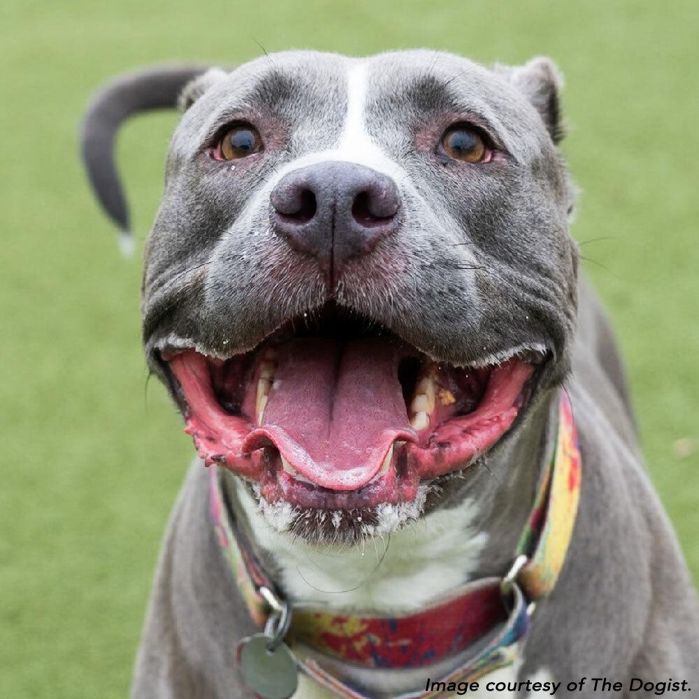 Bobby, Adoptable, Senior Male Mixed Breed.