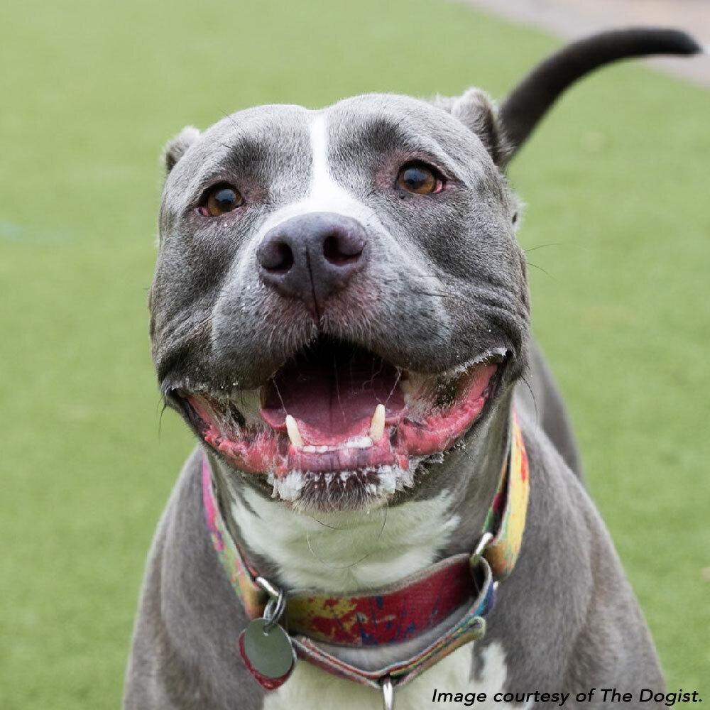 Bobby, a Adoptable mixed breed in Port Washington, NY image 3/6