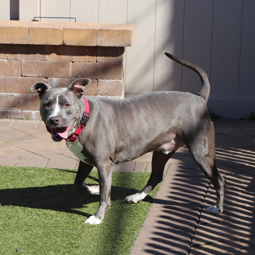 Bobby, Adoptable, Adult Male Mixed Breed.
