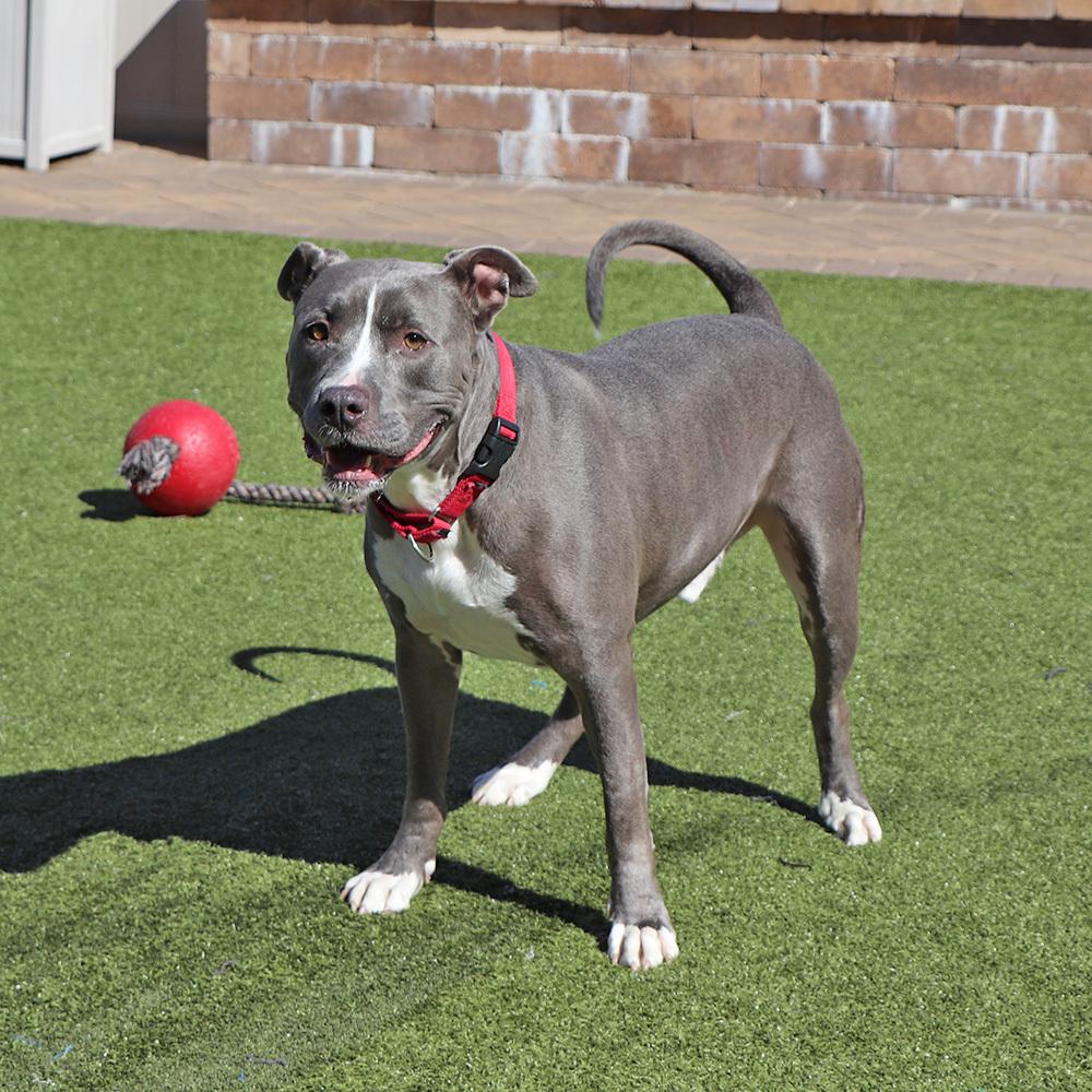 Bobby, a Adoptable mixed breed in Port Washington, NY image 2/5