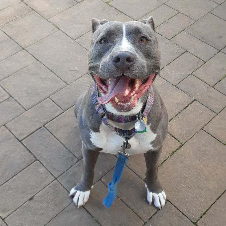 Bobby, a Adoptable mixed breed in Port Washington, NY image 3/5
