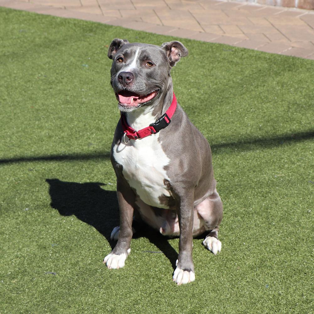 Bobby, a Adoptable mixed breed in Port Washington, NY image 4/5