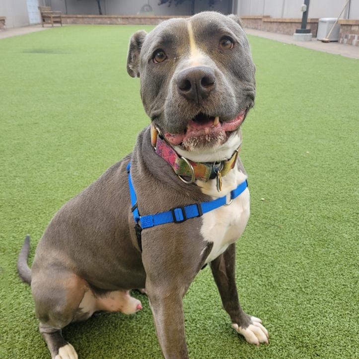 Bobby, a Adoptable mixed breed in Port Washington, NY image 5/5