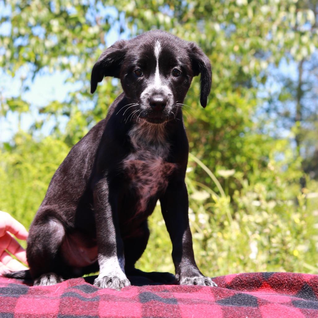 CT Boot, Adoptable, Puppy Male Border Collie & Mixed Breed.