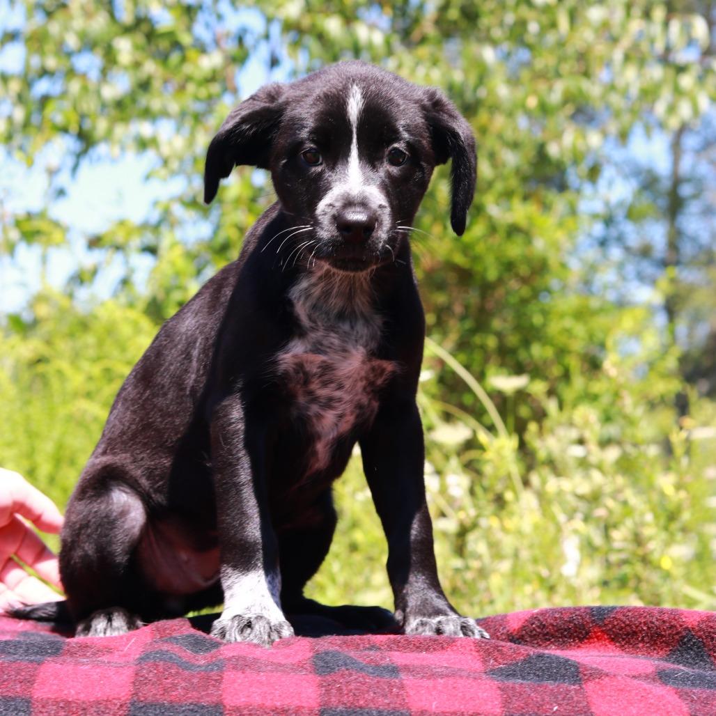 Enlarge CT Boot, a Adoptable mixed breed in Eastford, CT image 2/3