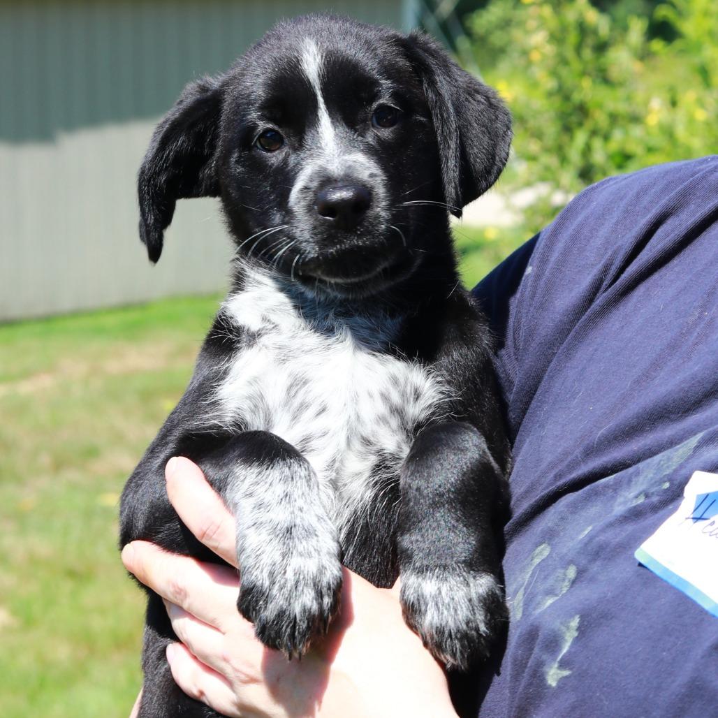 Enlarge CT Boot, a Adoptable mixed breed in Eastford, CT image 3/3
