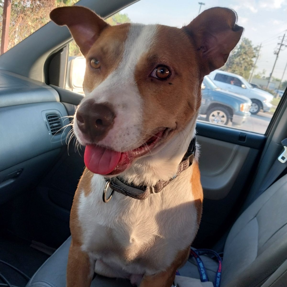 Coby, Adoptable, Adult Male American Staffordshire Terrier.