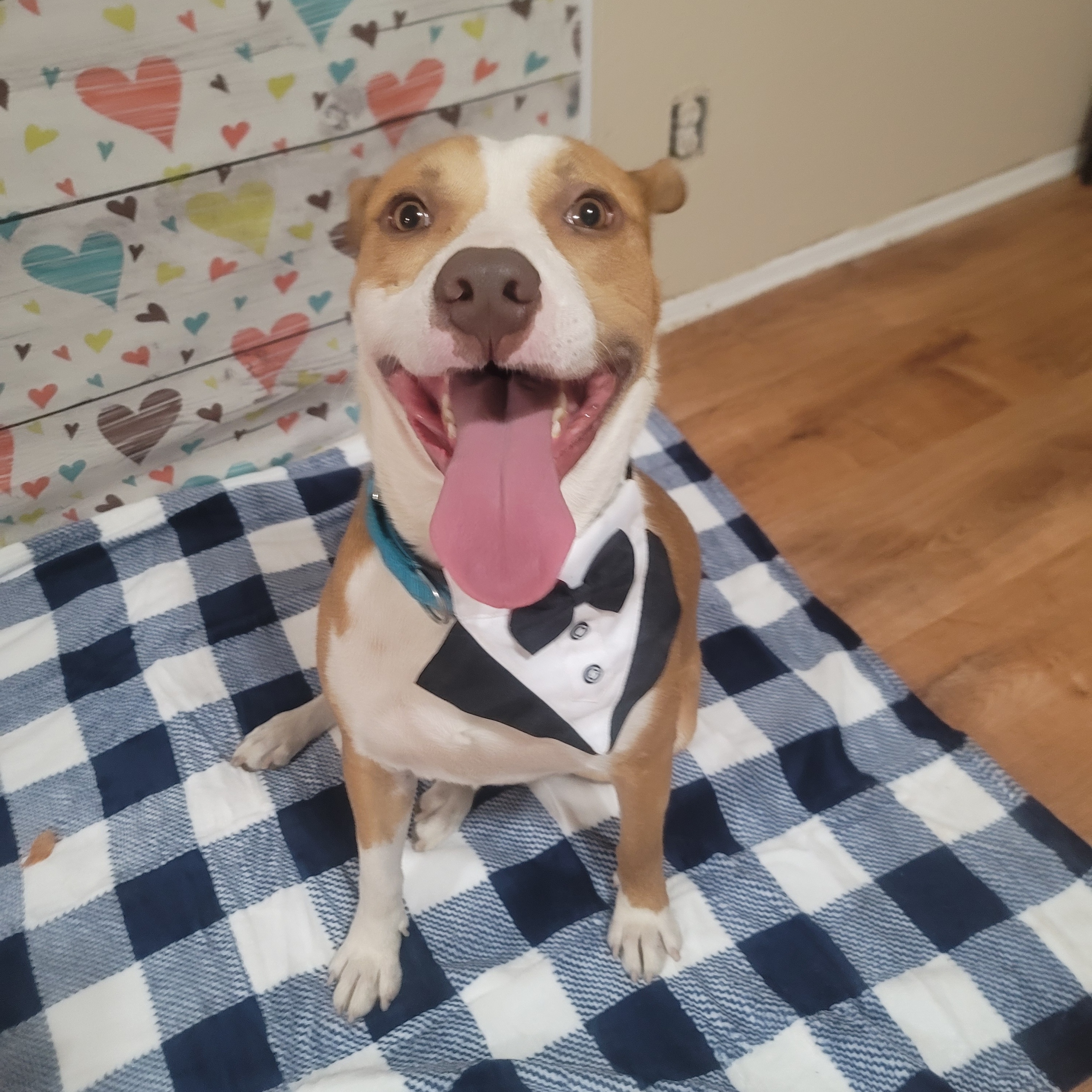 Coby, a Adoptable mixed breed in HARRISBURG , PA image 2/5