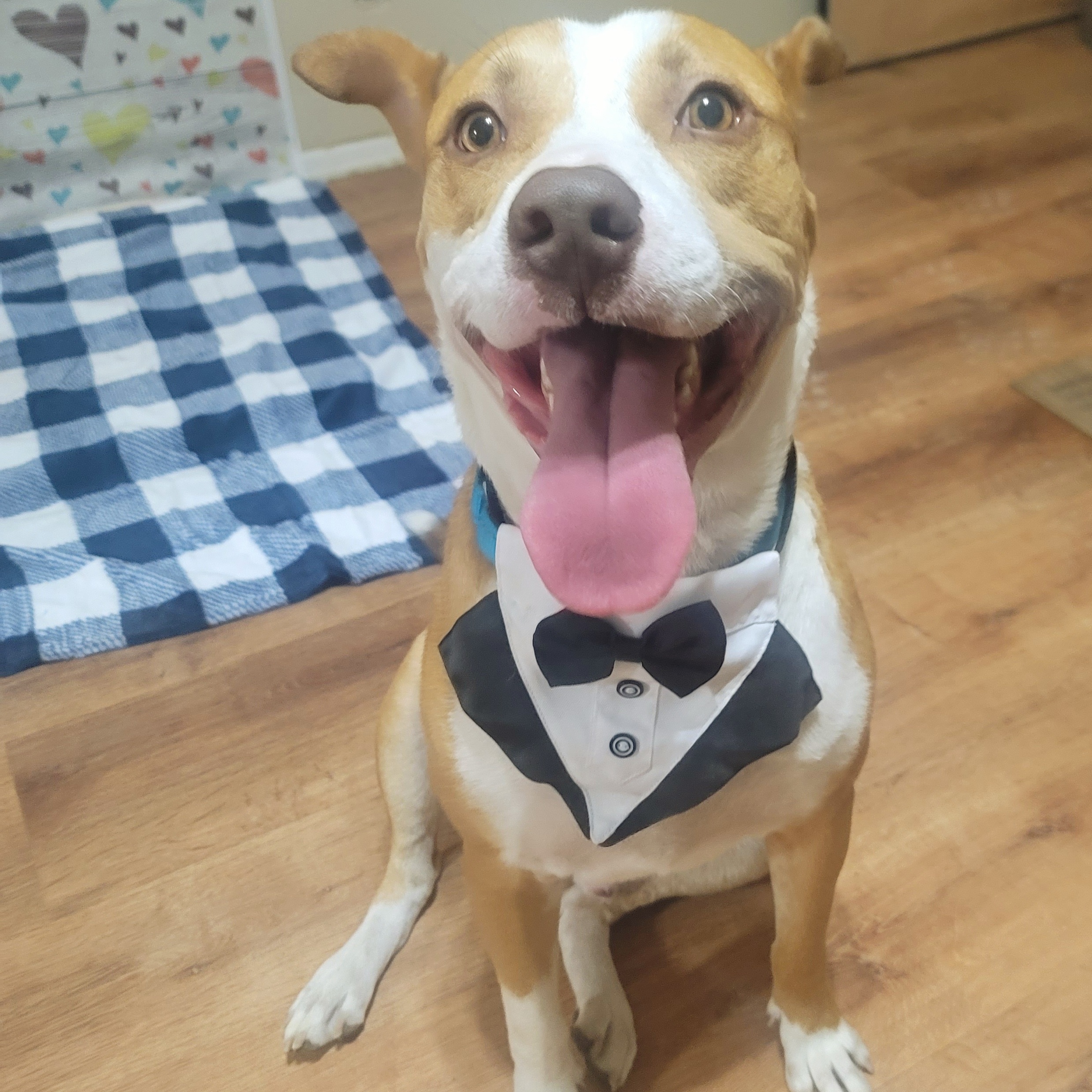 Coby, a Adoptable mixed breed in HARRISBURG , PA image 3/5