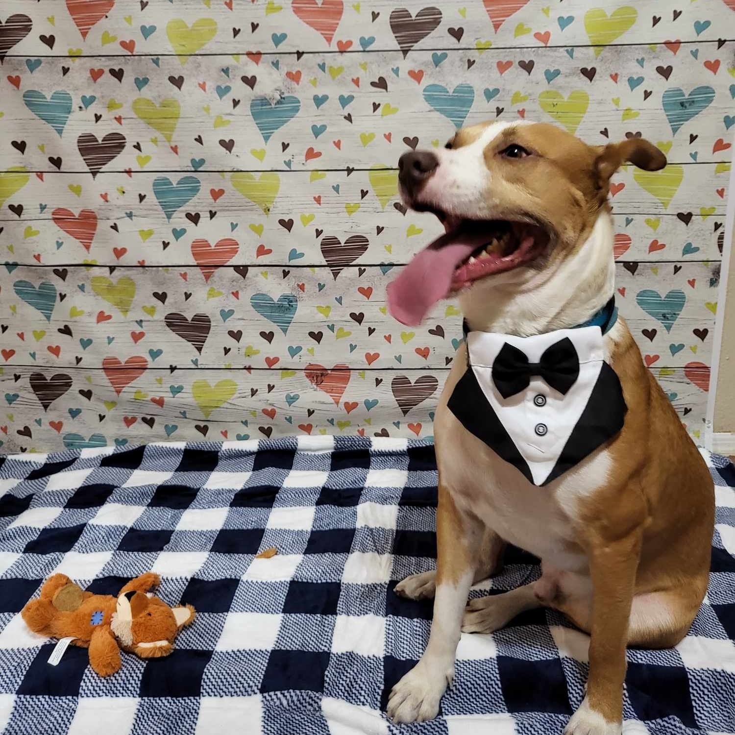 Coby, a Adoptable mixed breed in HARRISBURG , PA image 4/5