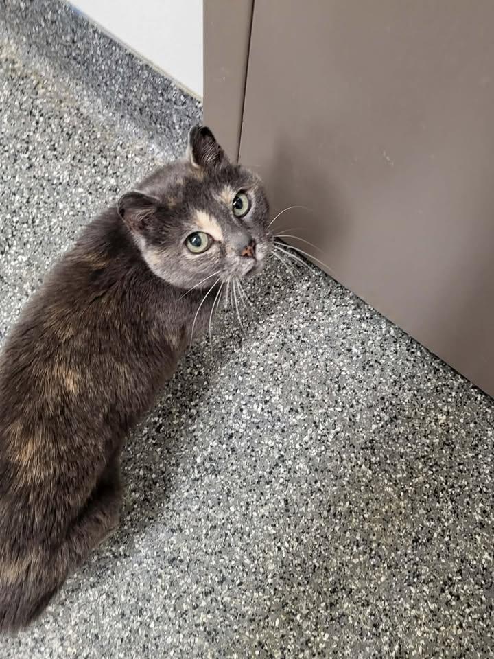 Enlarge Mama Cat, a Adoptable Domestic Short Hair in Homer, AK image 2/3