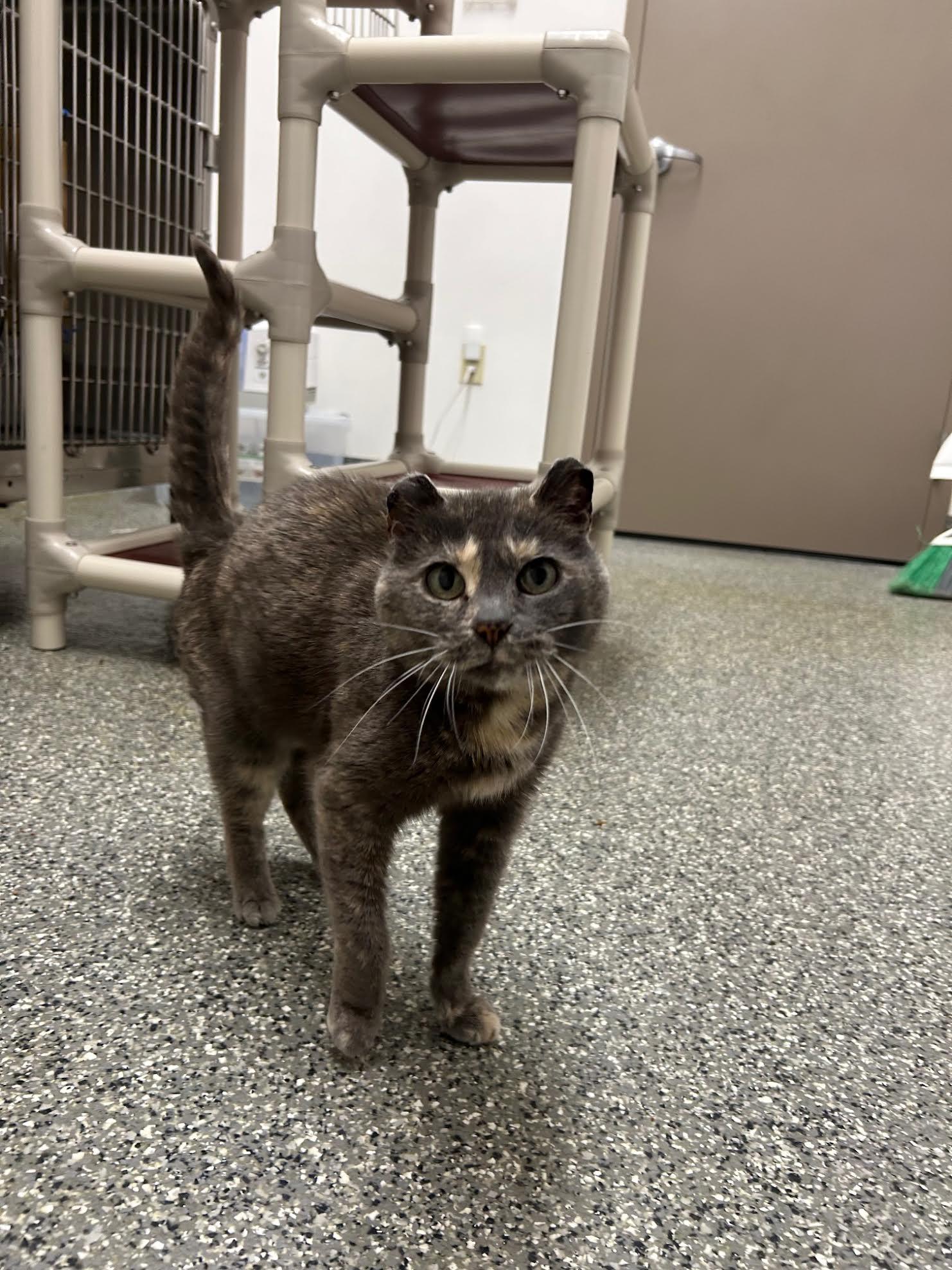 Mama Cat, Adoptable, Senior Female Domestic Short Hair.