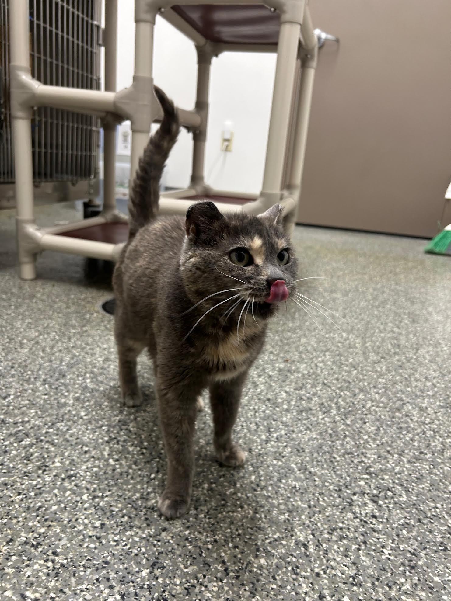 Enlarge Mama Cat, a Adoptable Domestic Short Hair in Homer, AK image 3/3