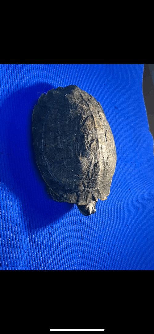 Timantha , a Adoptable Yellow-Bellied Slider in Blue Springs, MO image 4/4