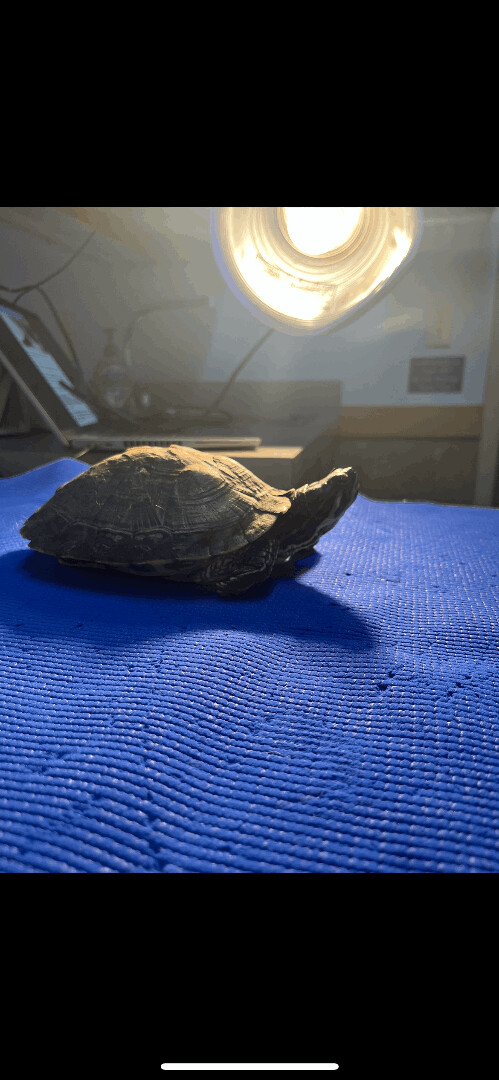 Timantha , a Adoptable Yellow-Bellied Slider in Blue Springs, MO image 1/4