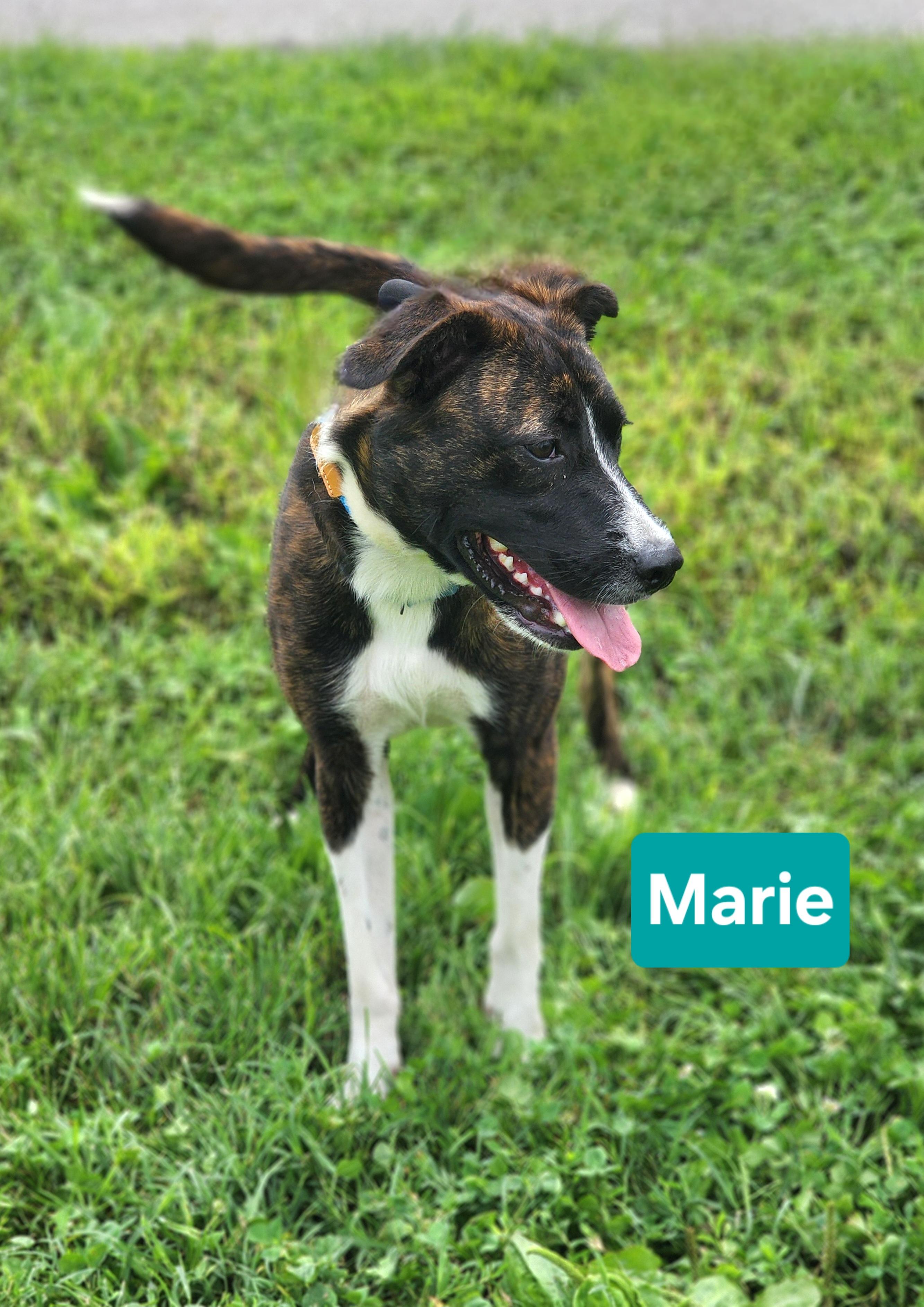 Enlarge Marie , a ADOPTABLE mixed breed in Clinton, MO image 1/2