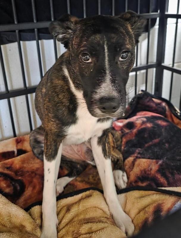 Enlarge Marie , a ADOPTABLE mixed breed in Clinton, MO image 1/1
