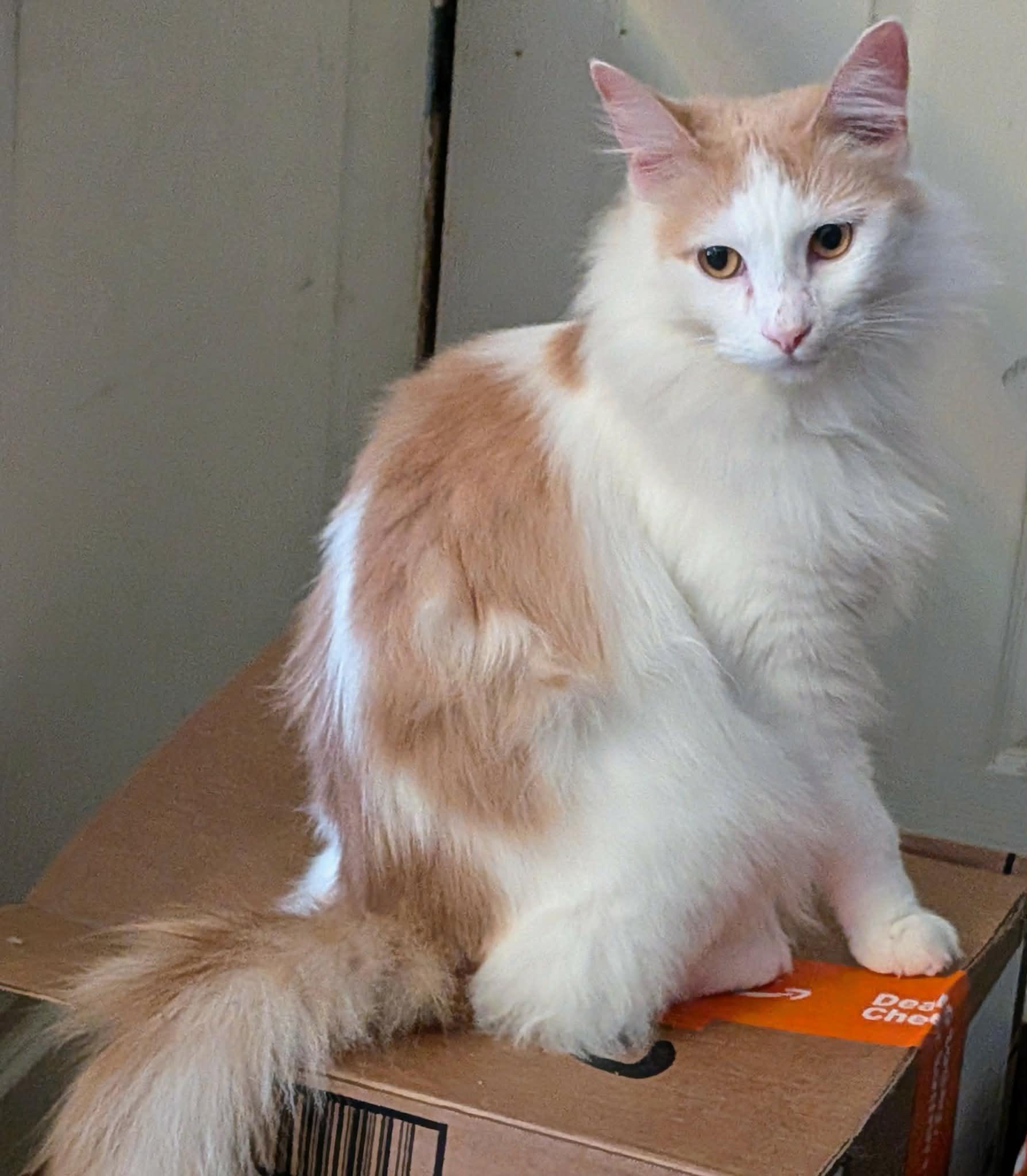 CREAMSICLE , ADOPTABLE, Young Male Domestic Long Hair.