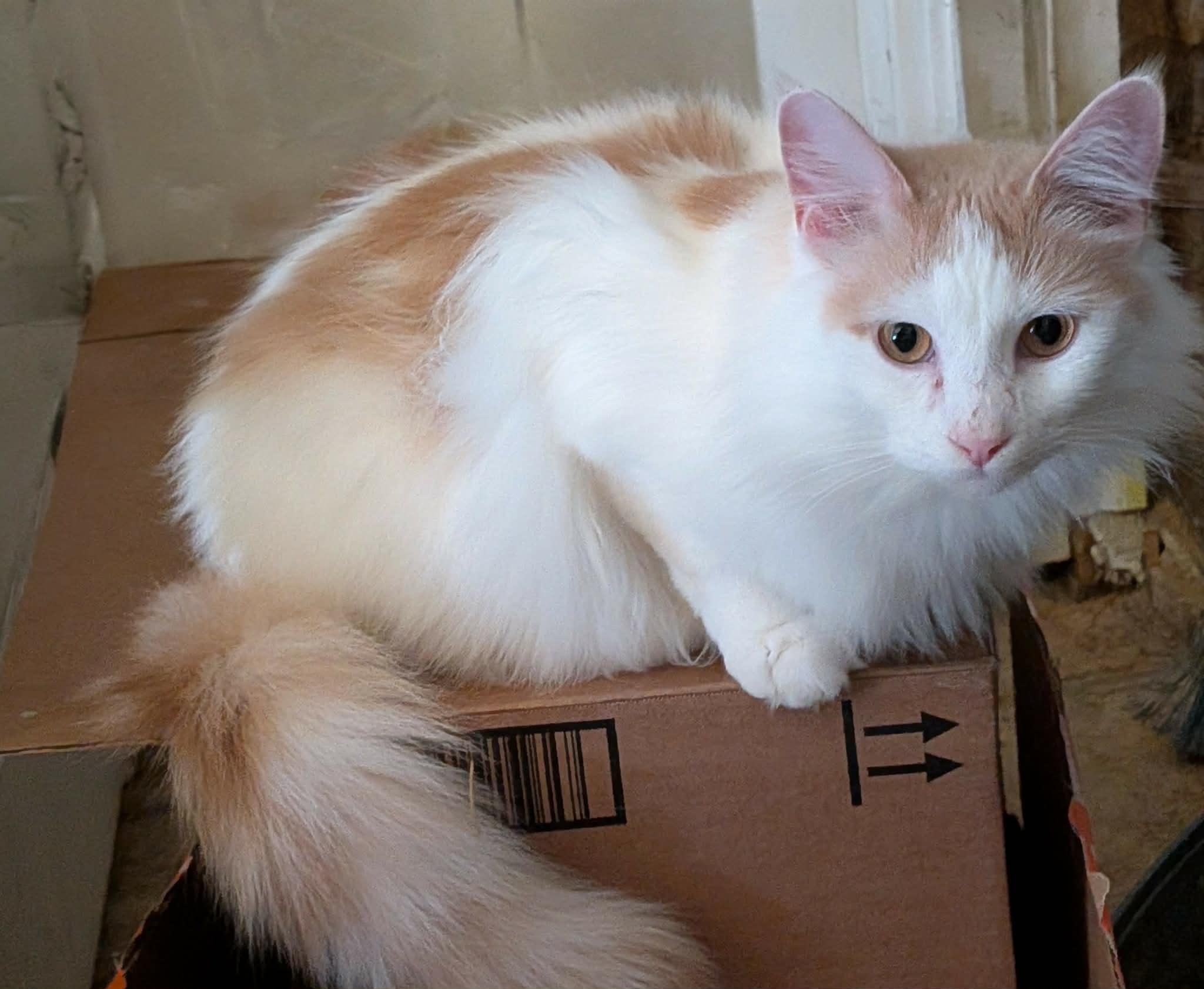 Enlarge CREAMSICLE , a ADOPTABLE Domestic Long Hair in ROWLETT, TX image 3/6