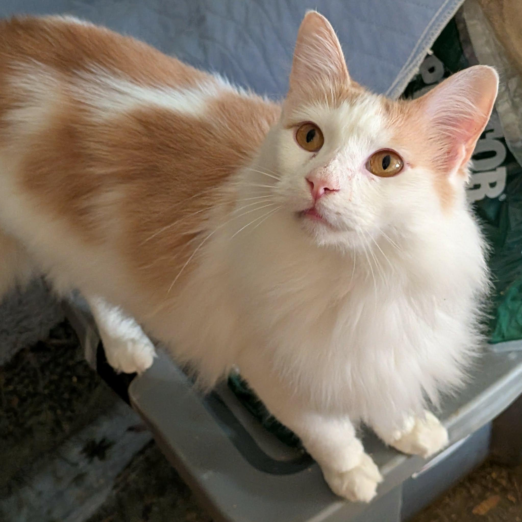 Enlarge CREAMSICLE , a ADOPTABLE Domestic Long Hair in ROWLETT, TX image 4/6
