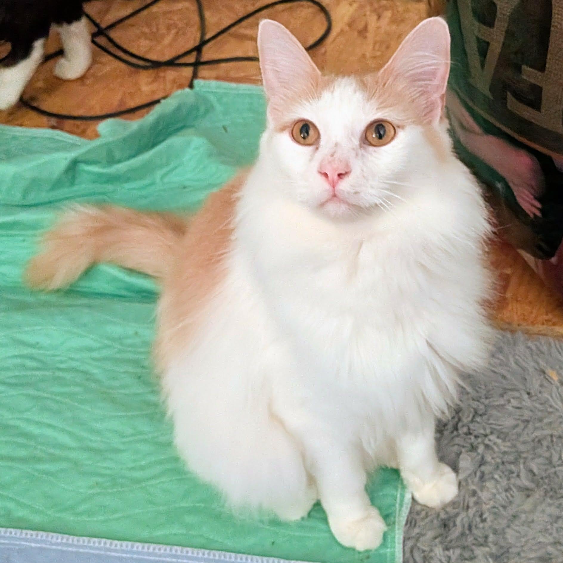 Enlarge CREAMSICLE , a ADOPTABLE Domestic Long Hair in ROWLETT, TX image 5/6