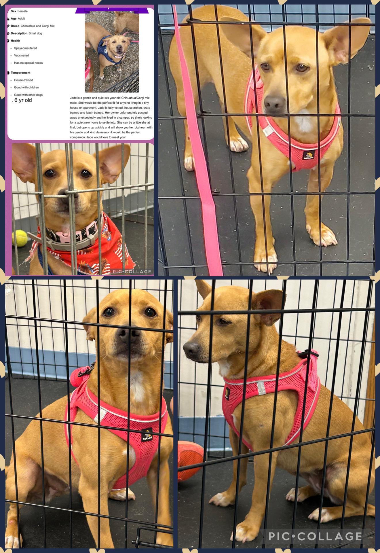 Jade, Adoptable, Adult Female Corgi & Chihuahua.