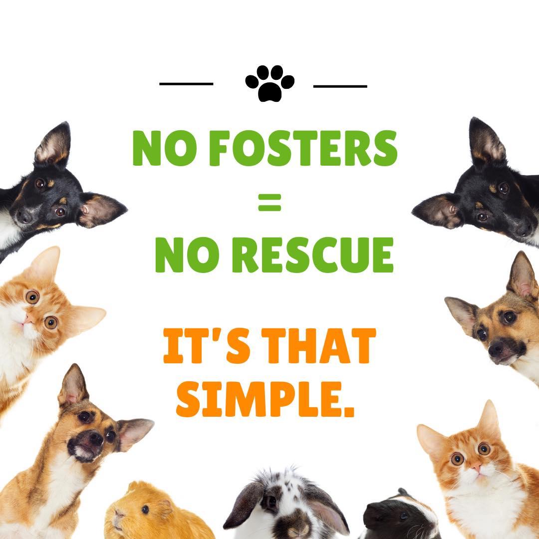 Enlarge FOSTER Homes Needed, an adoptable Dalmatian in San Diego, CA image 1/2