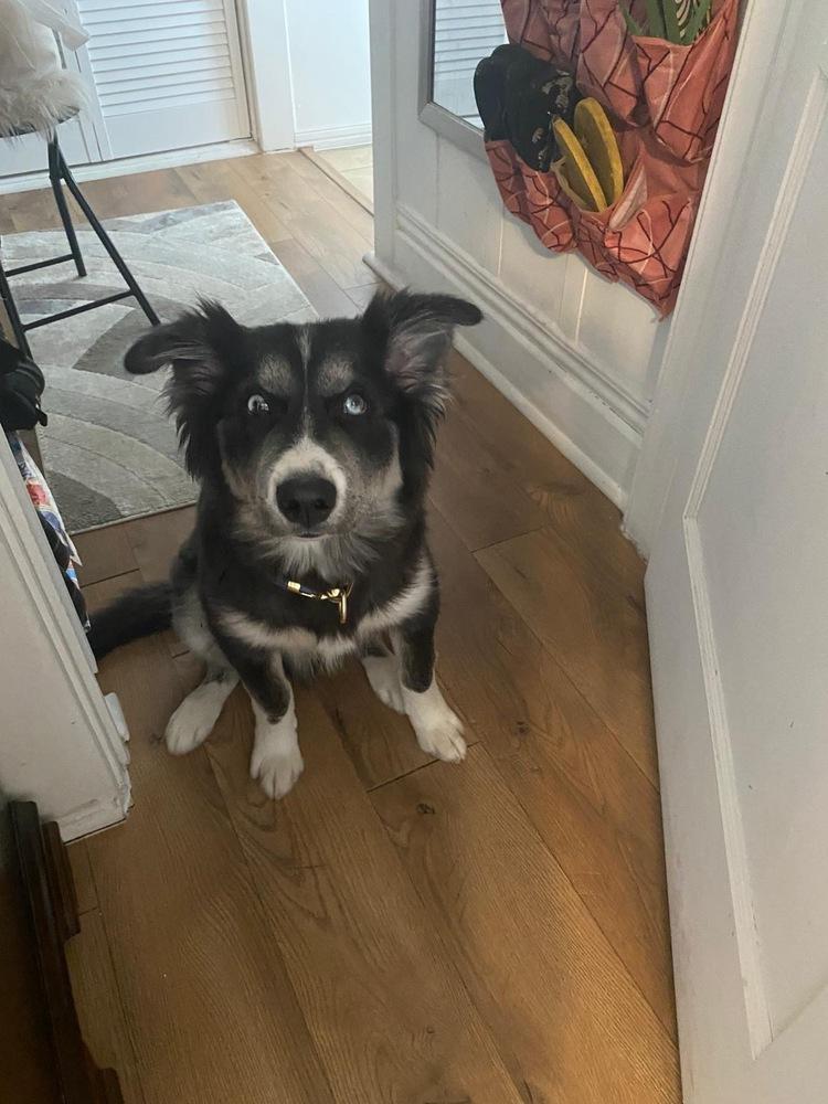 Camilo, Adoptable, Puppy Male Husky.