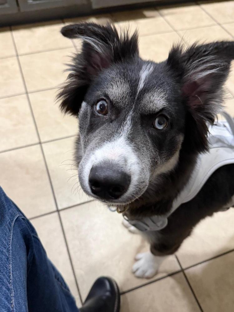 Enlarge Camilo, a Adoptable mixed breed in Scranton, PA image 2/3