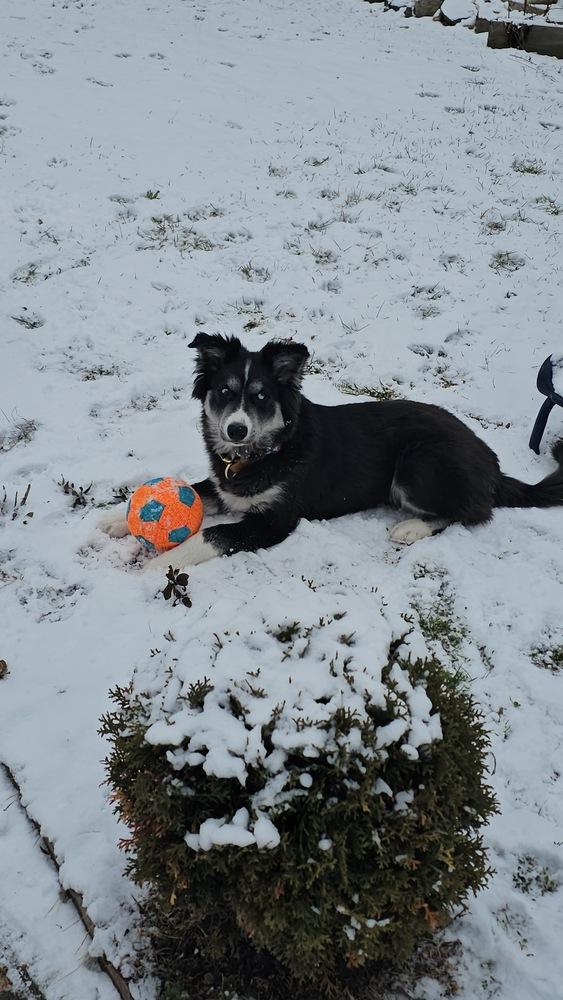 Enlarge Camilo, a Adoptable mixed breed in Scranton, PA image 3/3