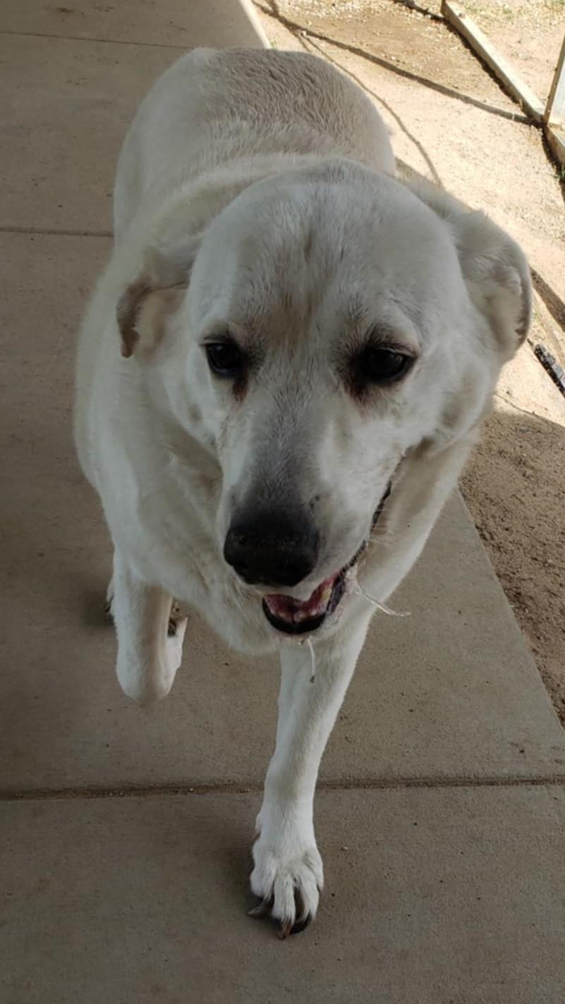 BIG BUDDY, Adopted, Adult Male Labrador Retriever & Great Pyrenees.