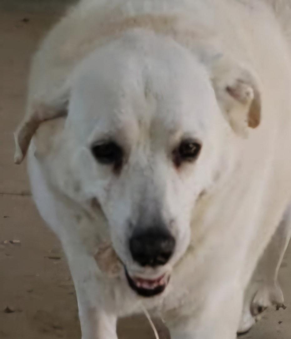 BIG BUDDY, a Adopted mixed breed in Tappahannock, VA image 2/2