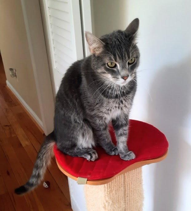 Enlarge Taz, a Adoptable Domestic Short Hair in Reston, VA image 1/3