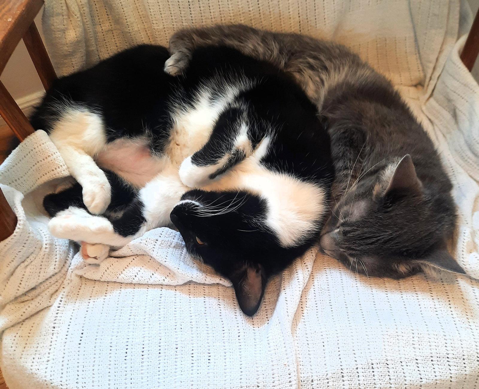 Enlarge Taz, a Adoptable Domestic Short Hair in Reston, VA image 2/3