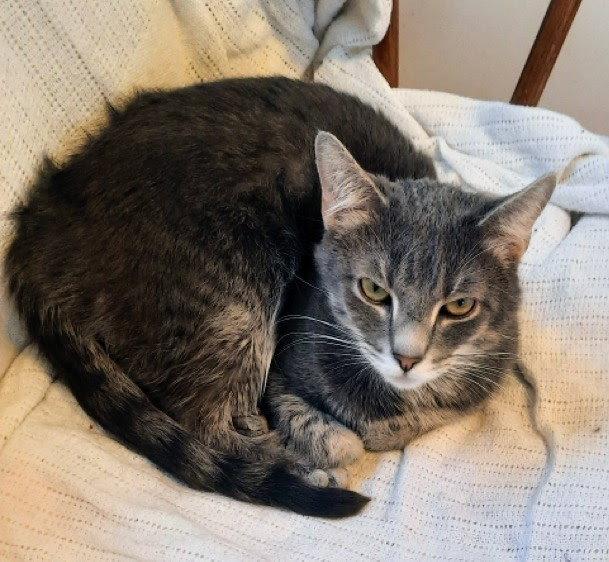 Enlarge Taz, a Adoptable Domestic Short Hair in Reston, VA image 2/3