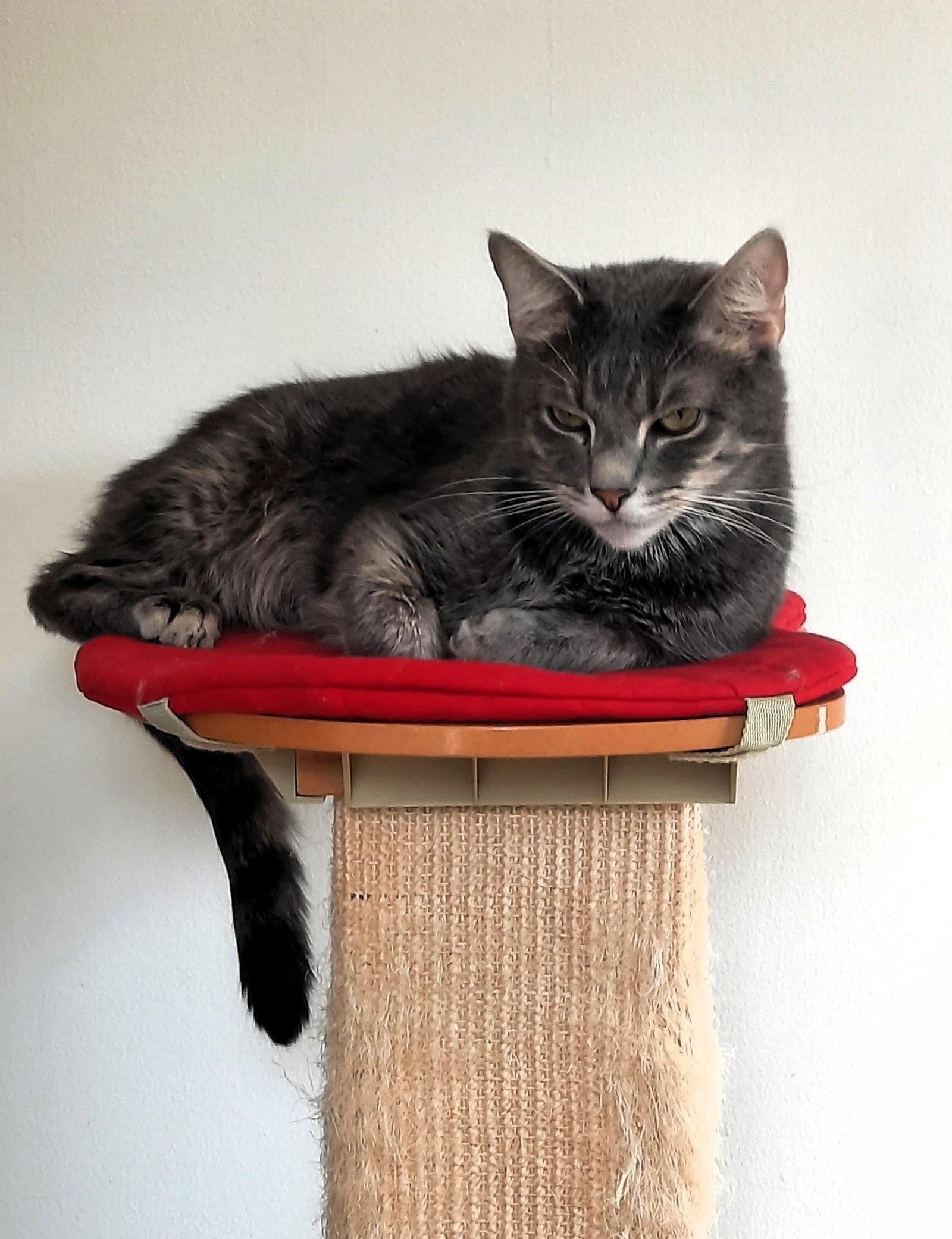 Enlarge Taz, a Adoptable Domestic Short Hair in Reston, VA image 3/3