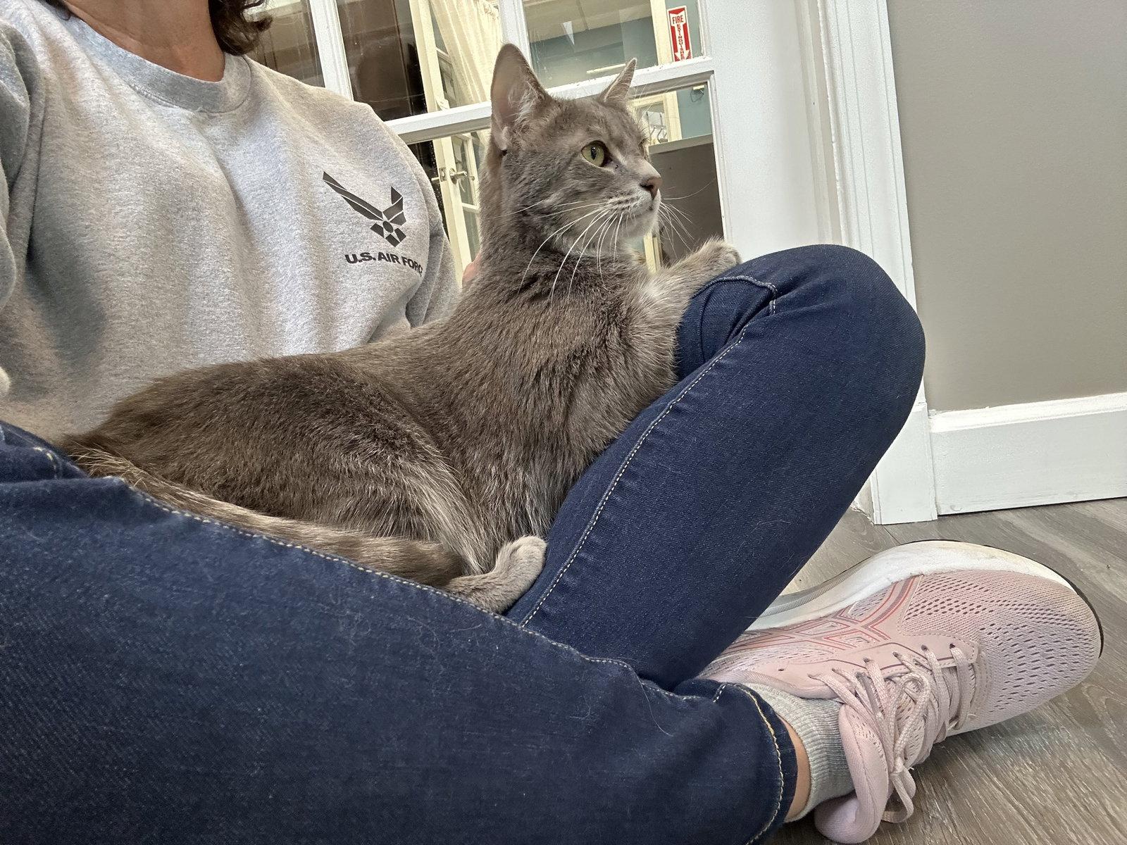 Taz, a Adoptable Domestic Short Hair in Reston, VA image 1/3