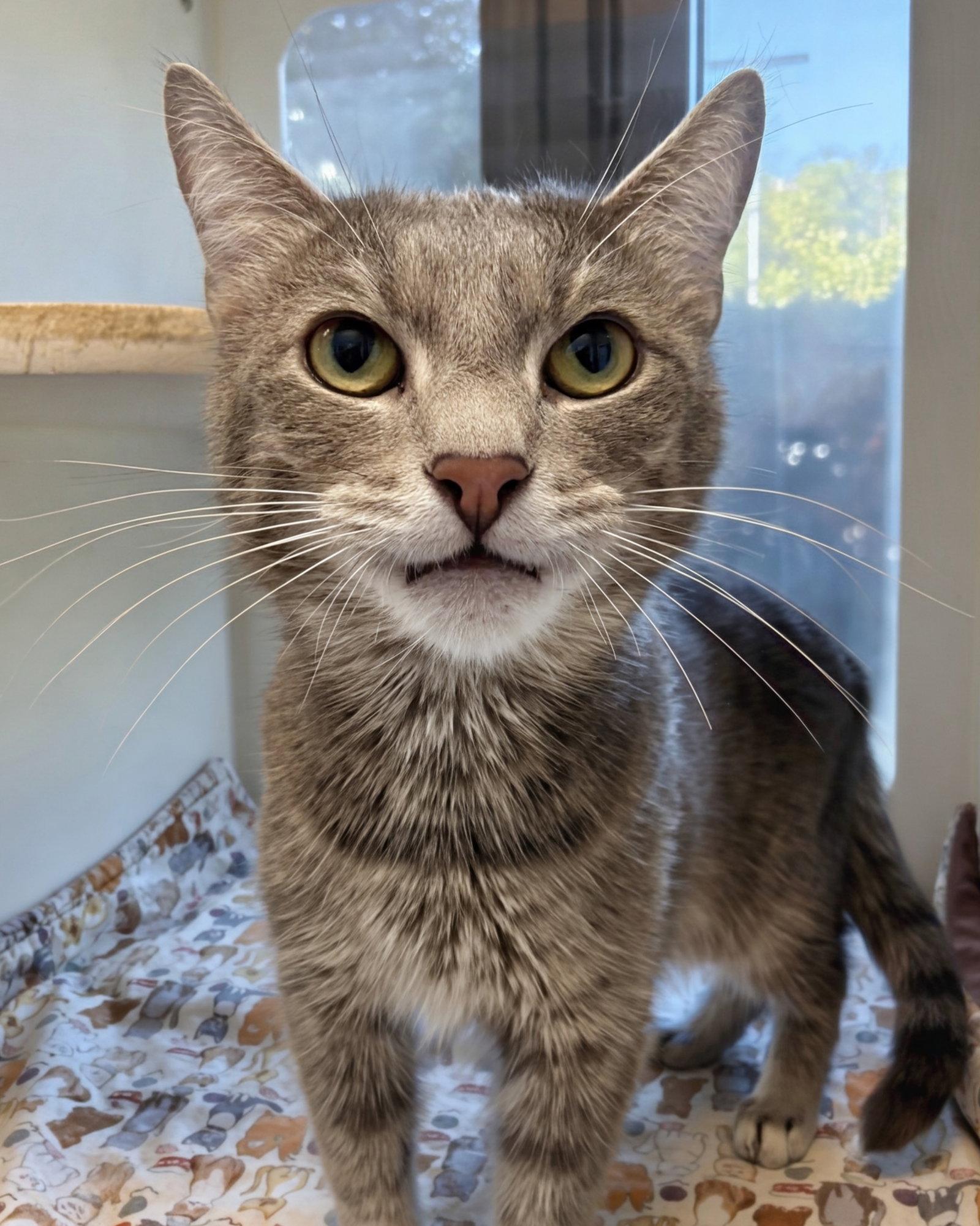 Enlarge Taz, a Adoptable Domestic Short Hair in Reston, VA image 2/3