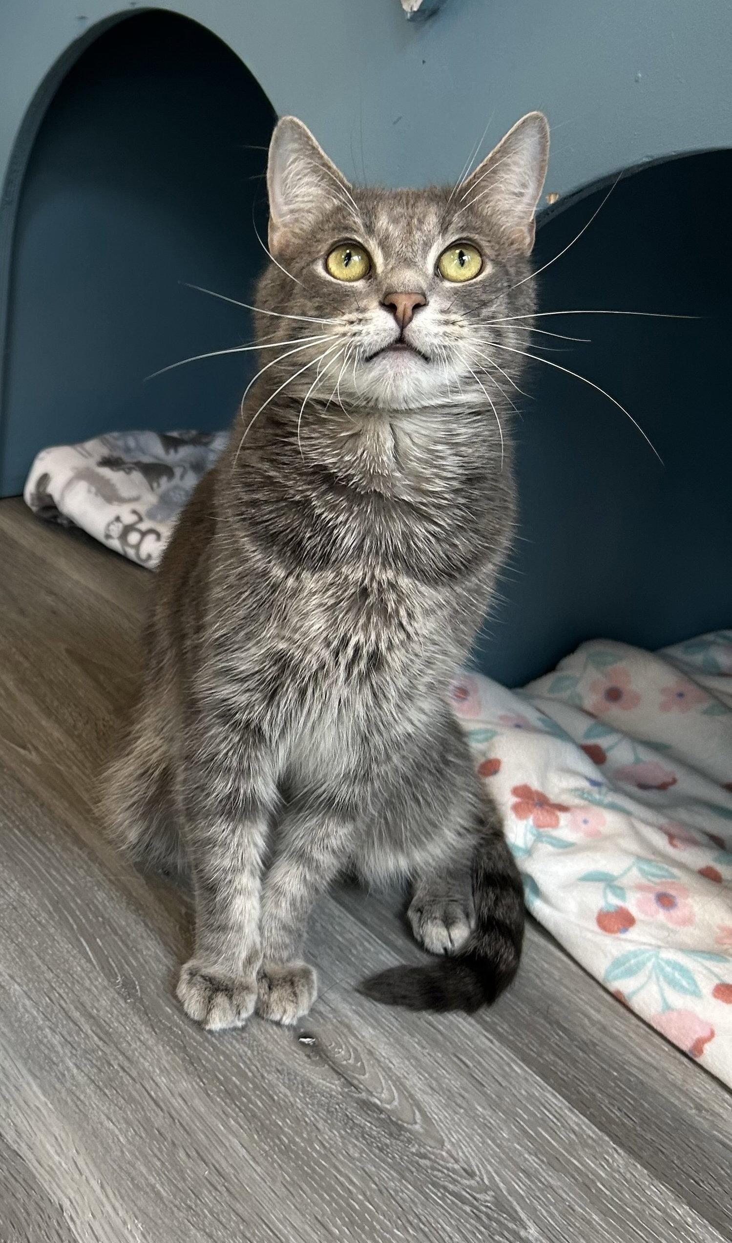 Taz, a Adoptable Domestic Short Hair in Reston, VA image 2/3